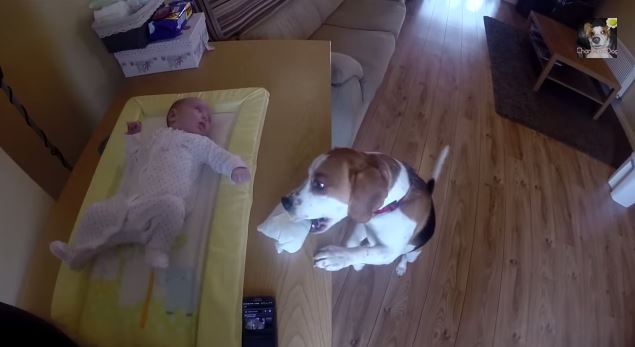 Et si votre chien changeait les couches de bébé ?
