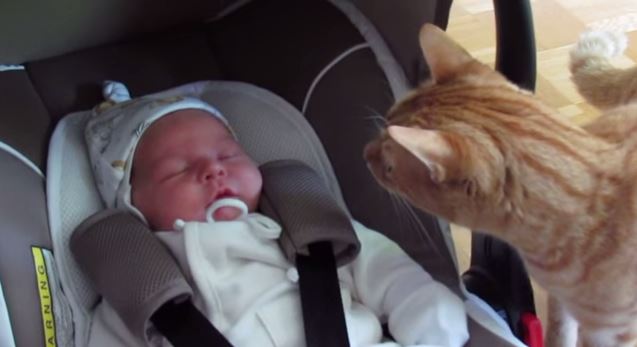 Quand un chat découvre un bébé : trop comique !