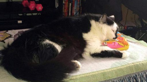 Un chat prend en otage une famille entière