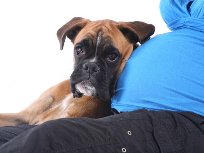 Le chien, meilleur ami de … la femme enceinte !