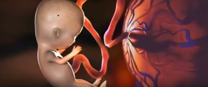 L’effet d’un verre de vin sur une femme enceinte