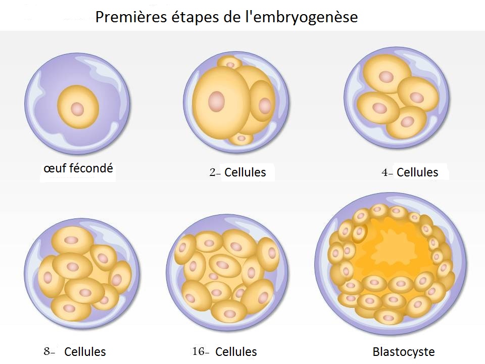 Embryogenèse