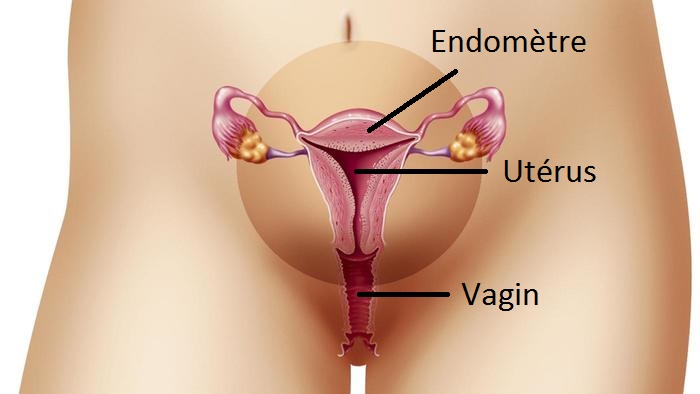 Qu’est-ce que l’endomètre ?