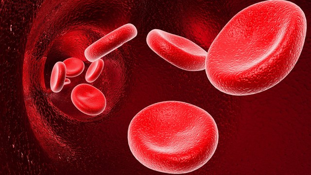 Incompatibilité Rhésus