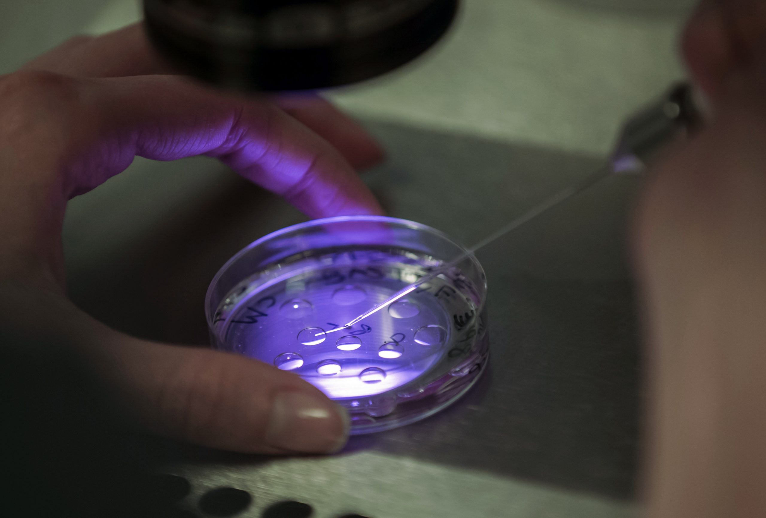 Fécondation in vivo