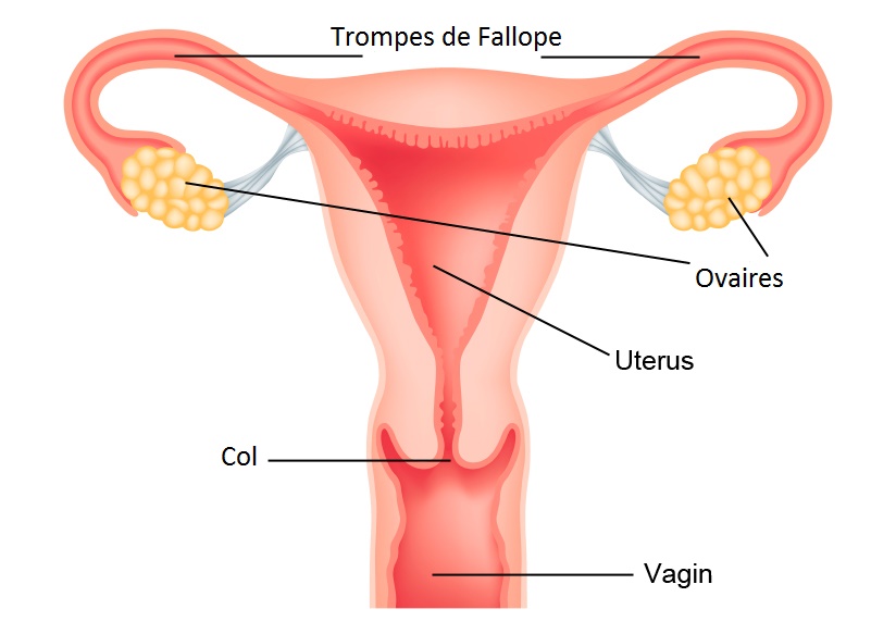 Réserve ovarienne
