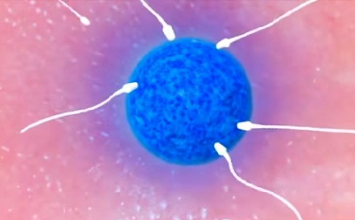 Découvrez en vidéo ce qu’il se passe quand le spermatozoïde rencontre l’ovule