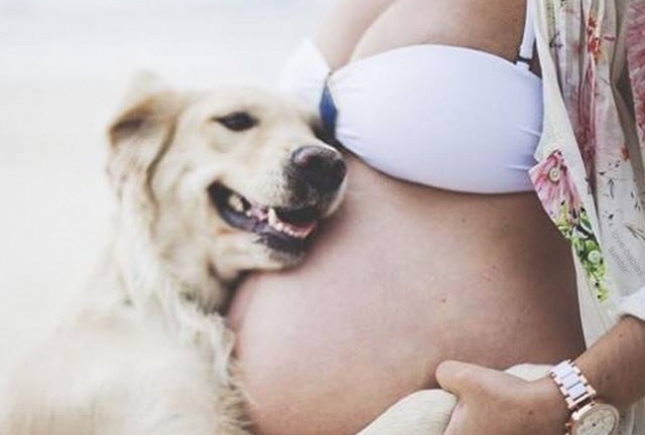 Vidéo : son chien comprend qu’elle est enceinte avant même qu’elle le découvre