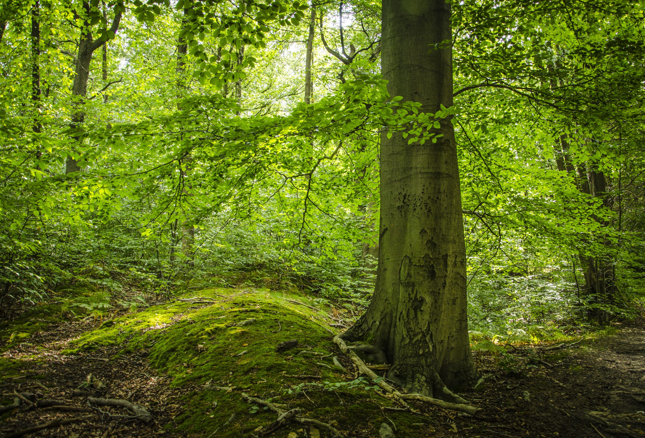 Pampers Harmonie plante des arbres avec Reforest’Action, et ça fait du bien !